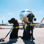 How to Fly with Pets: Tips for a Safe and Comfortable Journey