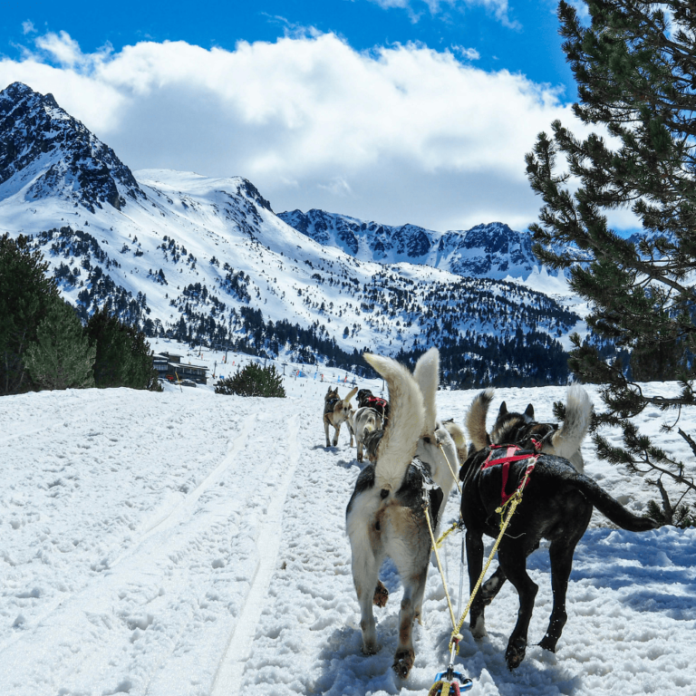 Husky sledding in Tromsø: self-drive, sleigh rides & aurora!